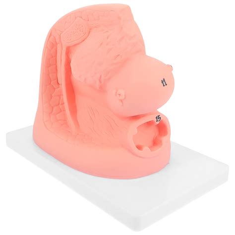 Buy iplusmile 2 Pieces Female Pelvis Model Female Pelvis Anatomy Model ...