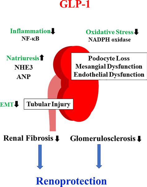Frontiers | GLP-1 Receptor Agonists in Diabetic Kidney Disease: From Clinical Outcomes to Mechanisms