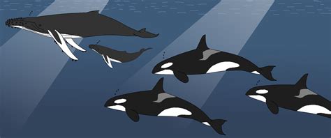 Image result for Dolphin Partner Optimization Algorithm