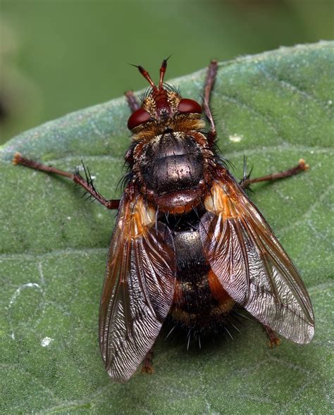 Tachinidae