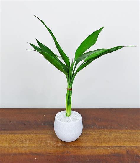 Image result for Bambu Da Sorte