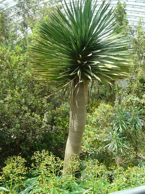 Dracaena draco - dragon tree, dragon's blood tree | National Botanic ...