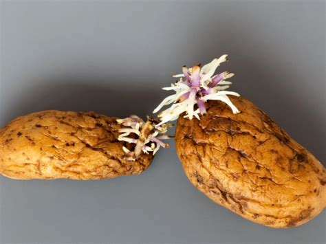 Adventitious Root Growth - Information About Plants With Adventitious Roots