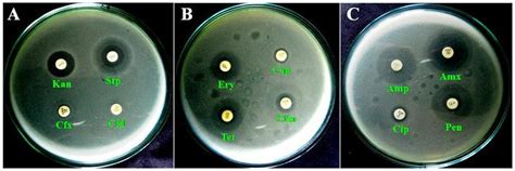Image result for Disk Diffusion Method Procedure
