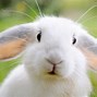 Image result for 5 Day Old Baby Rabbits