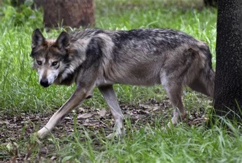 Image result for Wolves Howl at Night