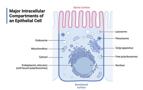 Epithelial Cell Diagram Mammalian Intestinal Development And