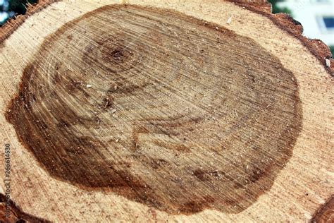 Image result for Tree Rot Slices