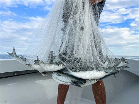 Image result for Cast Net Mullet Run