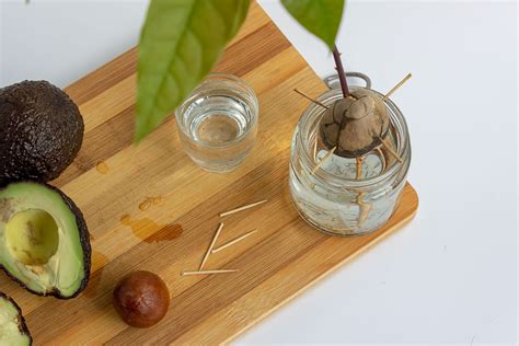 Start Avocado Tree From Seed Holy Guacamole! How To Start Your Own