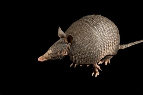 Nine Banded Armadillo Leprosy