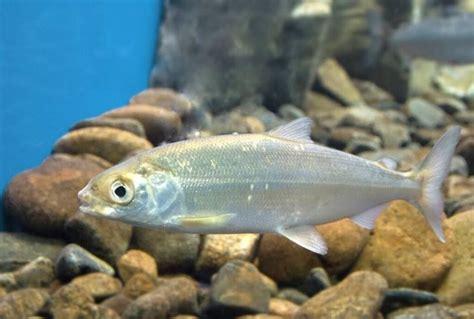 Омуль: описание рыбы, где водится, способы ловли и пищевая ценность