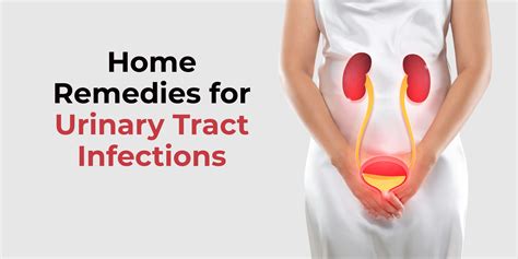 Anatomy Urinary Tract Infection Home Remedies Kidney Infection