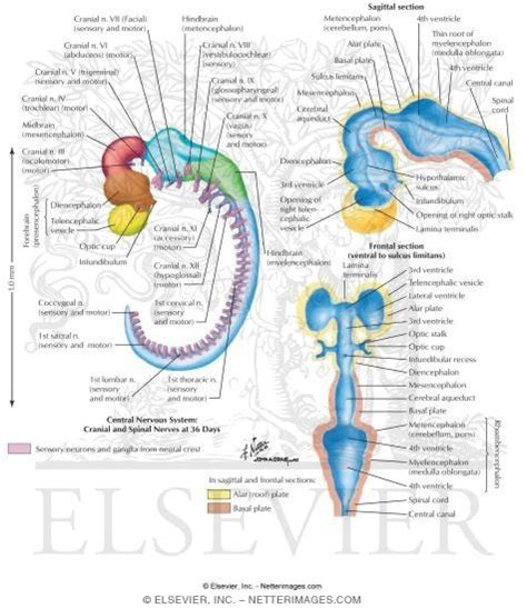 Brain Development Embryo 的图像结果