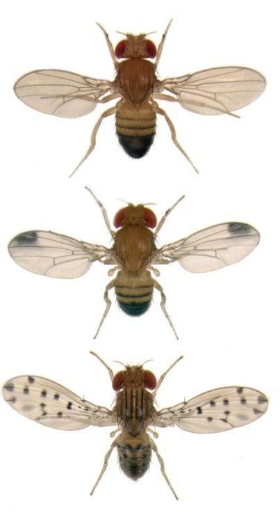 Diptera : Family - Cecidomyiidae, Tachinidae, Agromyziidae, Culicidae ...