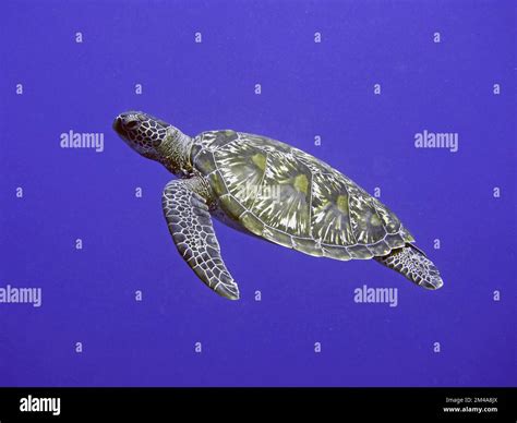More macro love: turtles and flamboyant cuttlefish Stock Photo - Alamy