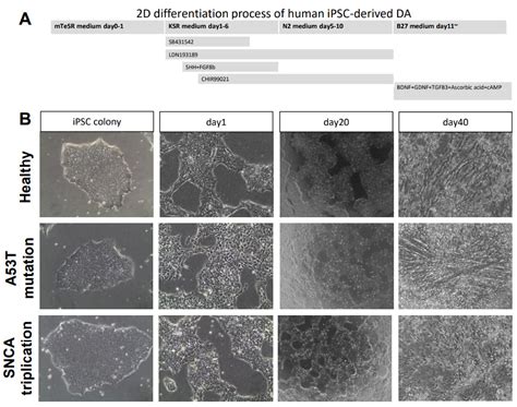 Induced Pluripotent Stem Cell-Derived Dopaminergic Neurons from ...