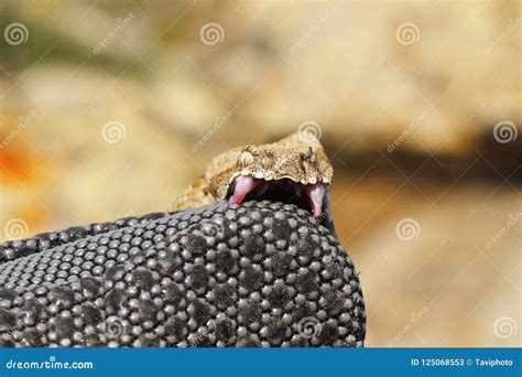 Venomous snake bites stock image. Image of animal, dangerous - 125068553