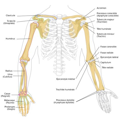 Arm Bones List at Alyssa Massy-greene blog