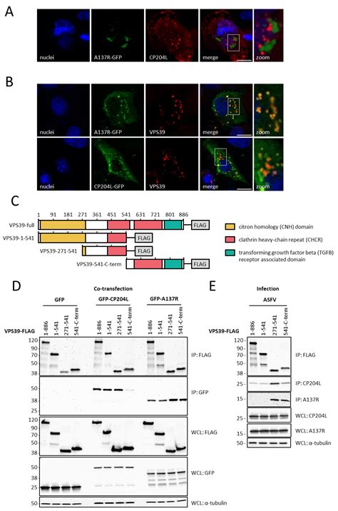 Insights into the Role of VPS39 and Its Interaction with CP204L and ...