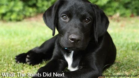 Image result for Labrador Tricks