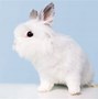 Image result for Long Haired Plush Bunny
