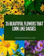 Image result for Flowers That Look Like People and Animals