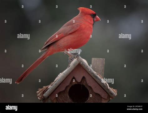 Image result for HTML String for Display