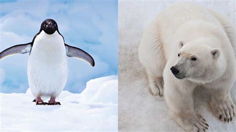 Which Should I Visit: Antarctica VS The Arctic Expedition Cruises