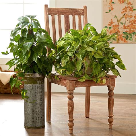 Best Low Light Houseplants