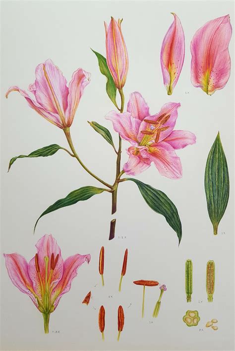 flower botanical illustration