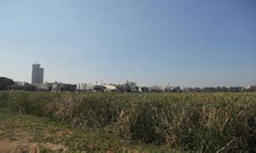 STATUS OF AREKERE WETLANDS0