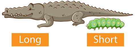 Short Path Algorithm 的图像结果