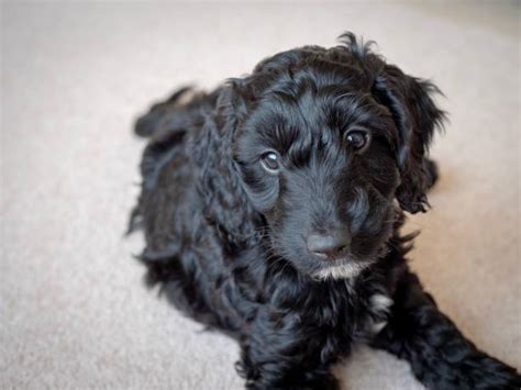 Image result for Baby Black Cockapoo