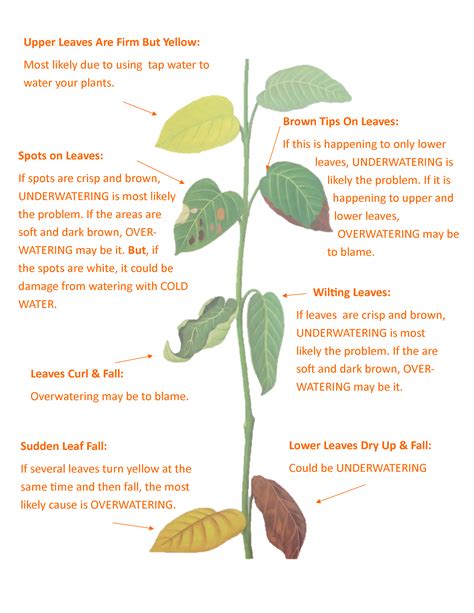 #1 Reason House Plants Die Revealed — Edible Walls