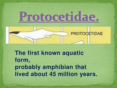 Image result for Dolphin Evolution