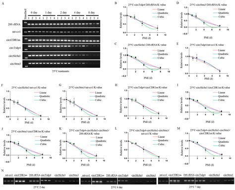 Development of Mathematical Models Using circRNA Combinations ...