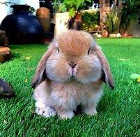 Image result for Bunny Funny Cool