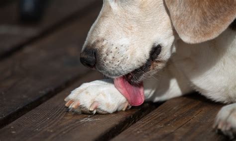 Acral Lick Dermatitis in Dogs - Whole Dog Journal