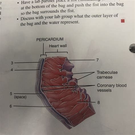 Pericardium and layers of heart wall Part 2 Diagram | Quizlet