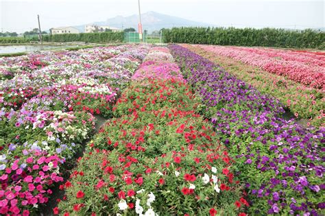 Go to Flower Market 的图像结果