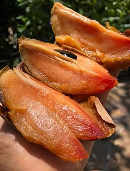 Thai All Time Sapota/Chiku Plant - Grafted Variant Plant (Fruit After 6 ...