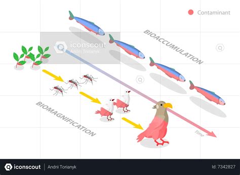 Best Difference between Bioaccumulation and Biomagnification Illustration download in PNG ...