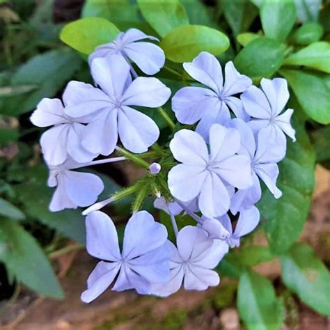 Neela koduveli / Blue Leadwort (Plumbago auriculata) Flowering/Ornamen ...