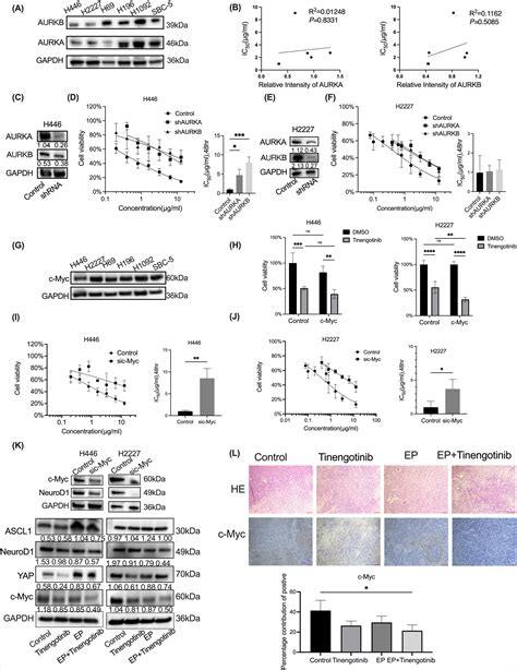 Multiple Kinase Small Molecule Inhibitor Tinengotinib (TT‐00420) Alone or With Chemotherapy ...