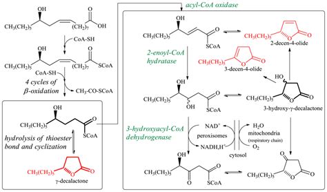 Biotransformations Utilizing β-Oxidation Cycle Reactions in the ...