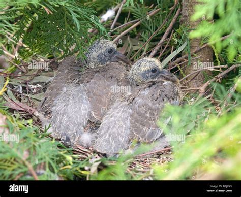 Wood Pigeon Nest High Resolution Stock Photography and Images - Alamy