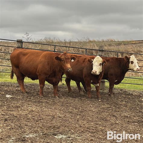 8) 7&8 YO Red Angus Cross Breds (BID PER HEAD) BigIron Auctions