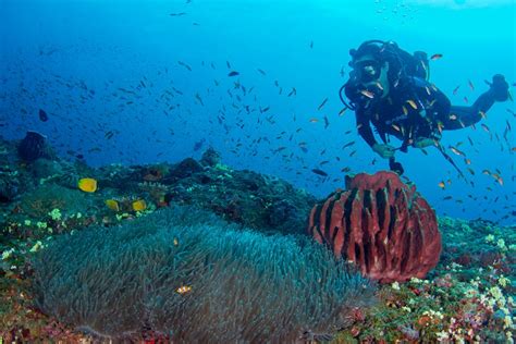 Deep Sea Diving Tutorial 的图像结果