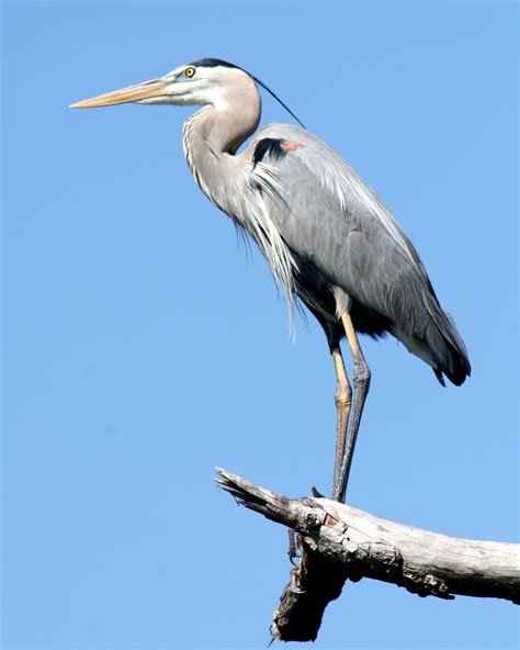 Great Blue Heron in Florida